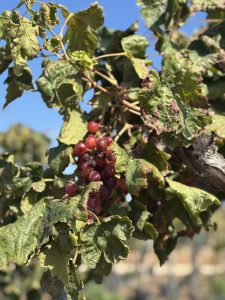 Weinstock mit Stamm – Vitis vinifera XL – 240 cm
