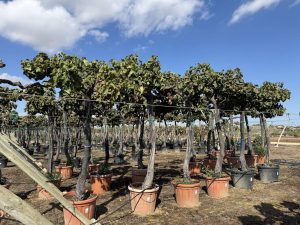 Weinstock mit Stamm – Vitis vinifera XL – 240 cm