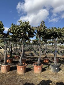 Weinstock mit Stamm – Vitis vinifera XL – 240 cm