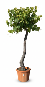 Weinstock mit Stamm – Vitis vinifera XL – 240 cm