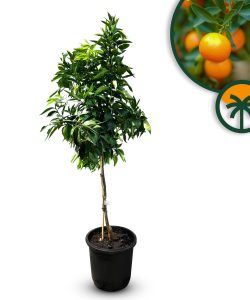 Zitrusbaum – Mandarinenbaum – Citrus reticulata