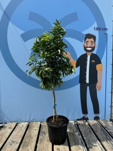 Zitrusbaum – Mandarinenbaum – Citrus reticulata