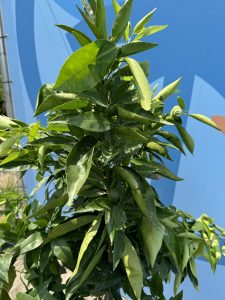 Zitrusbaum – Mandarinenbaum – Citrus reticulata