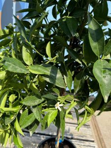 Zitrusbaum – Mandarinenbaum – Citrus reticulata