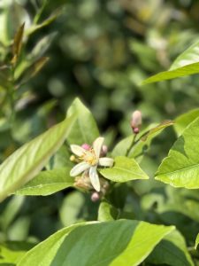 Zitrusbaum – Mandarinenbaum – Citrus reticulata