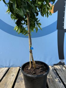 Zitrusbaum – Mandarinenbaum – Citrus reticulata