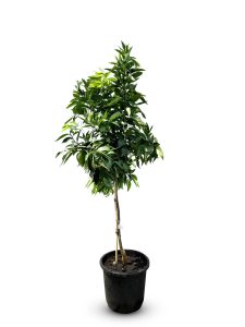 Zitrusbaum – Mandarinenbaum – Citrus reticulata