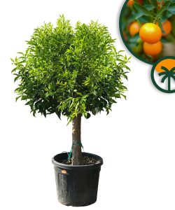 Zitrusbaum – Mandarinenbaum – Citrus reticulata XL