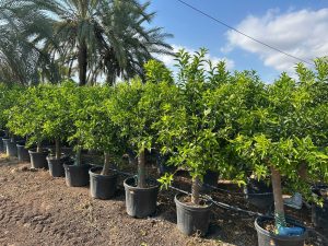Zitrusbaum – Mandarinenbaum – Citrus reticulata XL