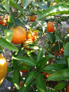 Zitrusbaum – Mandarinenbaum – Citrus reticulata XL