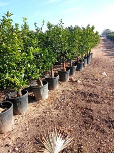 Zitrusbaum – Mandarinenbaum – Citrus reticulata XL