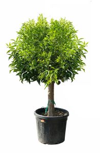 Zitrusbaum – Mandarinenbaum – Citrus reticulata XL
