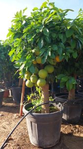 Zitrusbaum – Grapefruitbaum – Citrus Paradisi XL