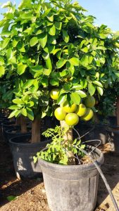 Zitrusbaum – Grapefruitbaum – Citrus Paradisi XL