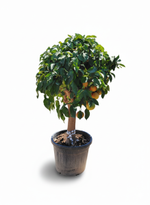 Zitrusbaum – Grapefruitbaum – Citrus Paradisi XL
