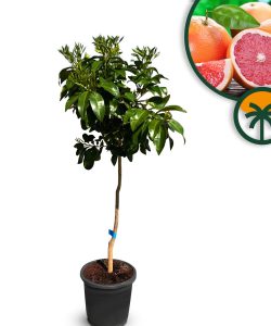 Zitrusbaum – Grapefruitbaum – Citrus Paradisi