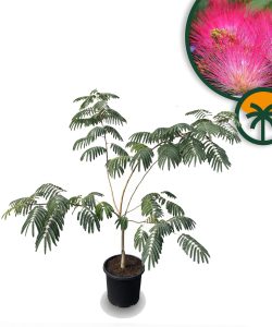 Persischer Schlafbaum – Albizia julibrissin 'Ombrella' – Mehrstämmig