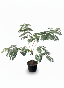 Persischer Schlafbaum – Albizia julibrissin 'Ombrella' – Mehrstämmig