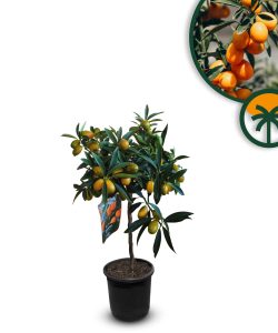 Zitrusbaum – Kumquatbaum – Citrus Fortunella 90 cm