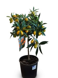 Zitrusbaum – Kumquatbaum – Citrus Fortunella 90 cm