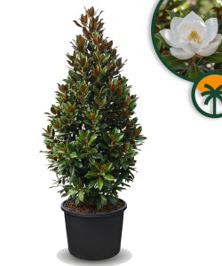 Magnolia grandiflora 'Gallisoniensis' – Höhe 240 cm