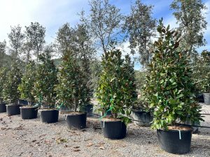 Magnolia grandiflora 'Gallisoniensis' – Höhe 240 cm