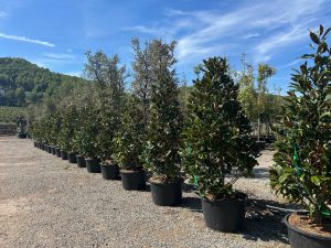Magnolia grandiflora 'Gallisoniensis' – Höhe 240 cm