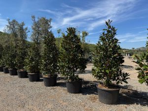 Magnolia grandiflora 'Gallisoniensis' – Höhe 240 cm