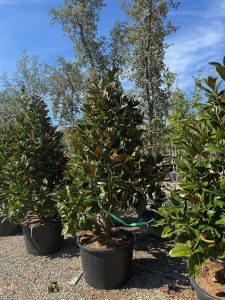 Magnolia grandiflora 'Gallisoniensis' – Höhe 240 cm