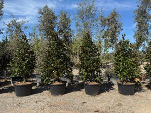 Magnolia grandiflora 'Gallisoniensis' – Höhe 240 cm