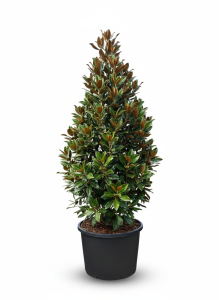 Magnolia grandiflora 'Gallisoniensis' – Höhe 240 cm