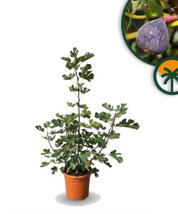 Feigenbaum in Strauchform - Ficus Carica - Brown Turkey