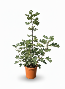 Feigenbaum in Strauchform - Ficus Carica - Brown Turkey