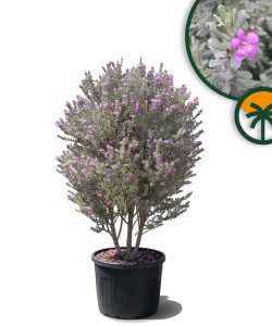 Leucophyllum frutescens – Texas-Salbei – 200 cm