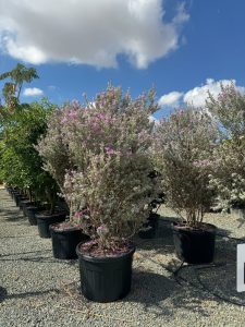 Leucophyllum frutescens – Texas-Salbei – 200 cm