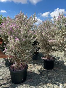 Leucophyllum frutescens – Texas-Salbei – 200 cm
