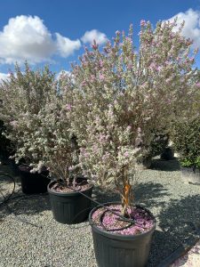 Leucophyllum frutescens – Texas-Salbei – 200 cm