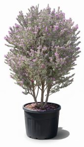 Leucophyllum frutescens – Texas-Salbei – 200 cm