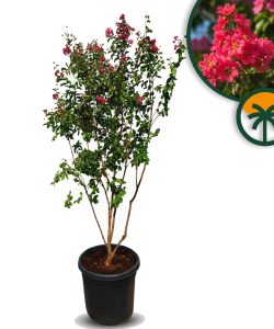 Lagerstroemia indica – Indischer Flieder – mehrstämmiger Baum  – 200 cm – rote Blüten