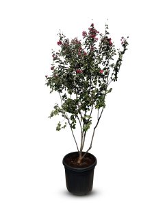 Lagerstroemia indica – Indischer Flieder – mehrstämmiger Baum  – 200 cm – rote Blüten