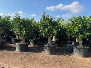 Zitrusbaum – Orangenbaum – Citrus Sinensis XXL