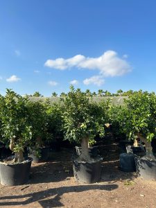 Zitrusbaum – Orangenbaum – Citrus Sinensis XXL