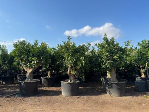 Zitrusbaum – Orangenbaum – Citrus Sinensis XXL