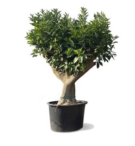 Zitrusbaum – Orangenbaum – Citrus Sinensis XXL