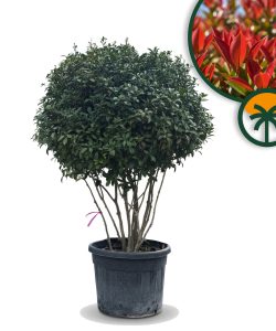 Photinia fraseri 'Red Robin' – mehrstämmiger Baum – Glanzmispel – 220 cm