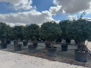 Photinia fraseri 'Red Robin' – mehrstämmiger Baum – Glanzmispel – 220 cm