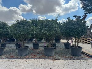 Photinia fraseri 'Red Robin' – mehrstämmiger Baum – Glanzmispel – 220 cm