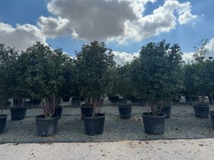 Photinia fraseri 'Red Robin' – mehrstämmiger Baum – Glanzmispel – 220 cm