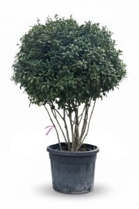 Photinia fraseri 'Red Robin' – mehrstämmiger Baum – Glanzmispel – 220 cm