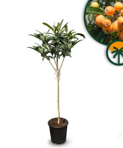 Japanische Mispel – Eriobotrya japonica – Loquat